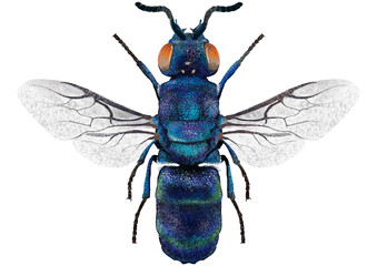 Illustration of blue wasp/bee on white background  © Raphaelqv