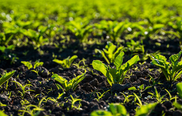Close up young sugar beetroot growing in a fertilized soil in a summer. Sugar beet crops field. Agricultural field.