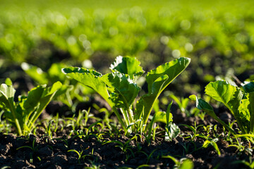 Close up young sugar beetroot growing in a fertilized soil in a summer. Sugar beet crops field. Agricultural field.