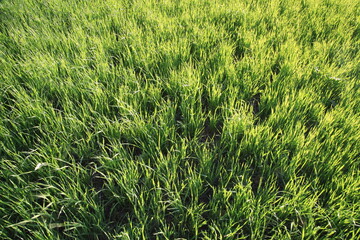 green grass background