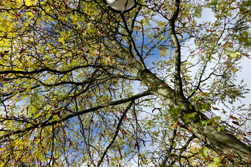 Amerikanische Gleditschie (Gleditsia triacanthos)