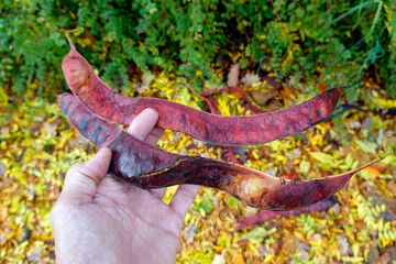 Amerikanische Gleditschie (Gleditsia triacanthos)
