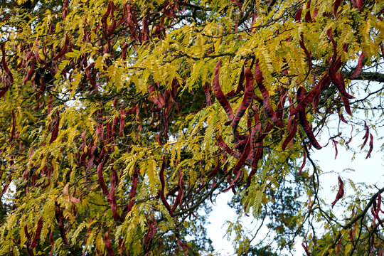 Amerikanische Gleditschie (Gleditsia triacanthos)