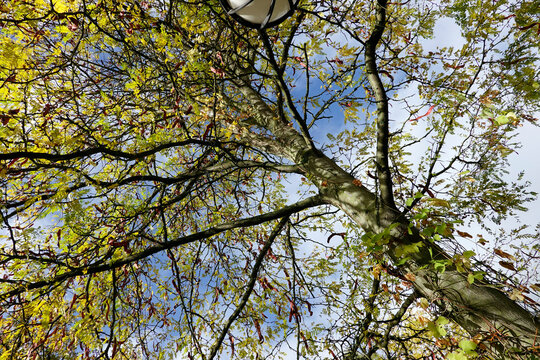 Amerikanische Gleditschie (Gleditsia triacanthos)