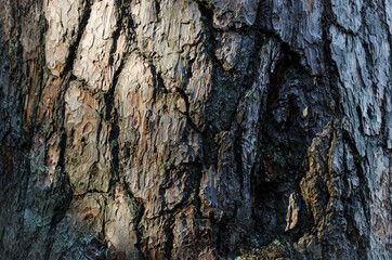 The bark of an old tree