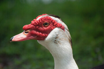 portrait of a goose