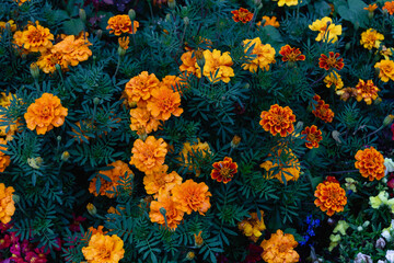 Fototapeta na wymiar Top view of colourful flower bed