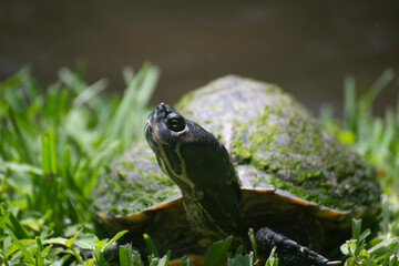 frog in the pond