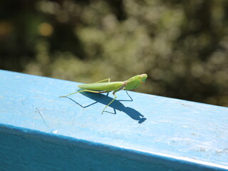 grasshopper on a branch