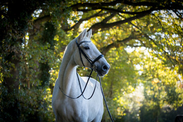 Schimmelportrait im Herbstwald
