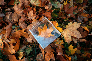 Plastic pollution, Environmental Problems concept. Fall maple leaves in plastic container on autumn fallen leaves nature background