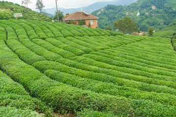 Fototapeta na wymiar Fresh green tea terrace farm on the hill at Rize province in Turkey