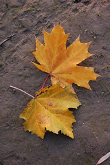 Autumn fallen sycamore leaves on wet sand