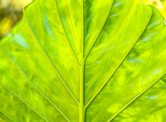 Closeup big vibrant green leaf in the garden with natural sunlight. Lush green nature texture. Abstract surface background.