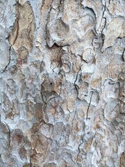 Gros plan d'un tronc d'arbre brun clair, avec formation d'écorce et tronc d'un très grand et ancien arbre, avec des morceaux arrachés, en plein poussée ou grandissement.  - obrazy, fototapety, plakaty