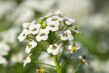Obraz na płótnie Canvas Hornungia alpina flowers in bloom