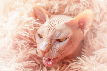 A bald Sphynx cat in a peach-colored plaid. The cat meows.