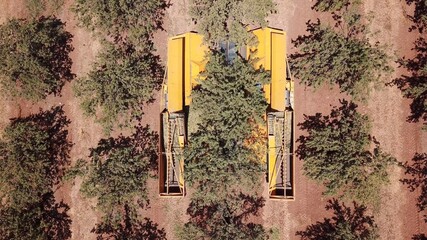Almond tree harvest using a mechanical arm to shake ripe almonds off the tree,