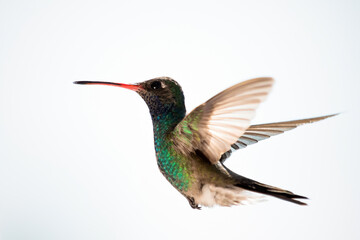 Fototapeta premium Colibrí - Hummingbird