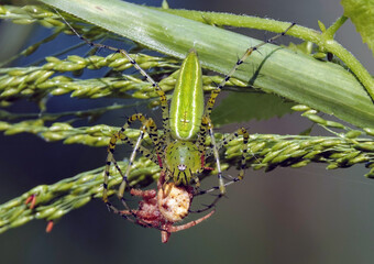 Closeup shot of a green lynx spider (Peucetia viridans) eating an insect on the plant