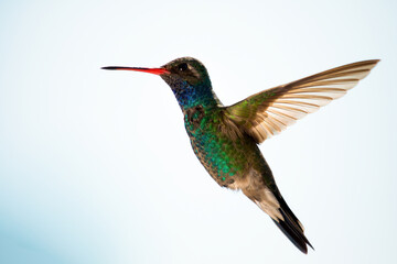 Fototapeta na wymiar Colibrí - Hummingbird