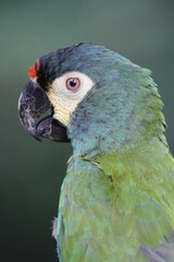Fototapeta premium Bird found on the edges of forests in the region of Maranhão. beautiful parrot species