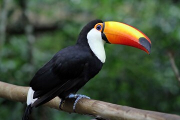 
Toucan , a bird found in tropical forests