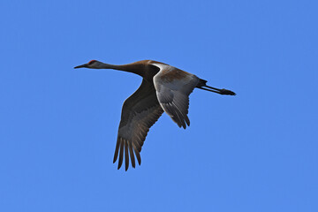 Sandhill Crane in Flight In Lassen National Forest