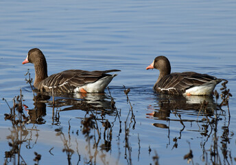 Pin-tail Ducks in Sacramento Wildlife Refuge, Californai