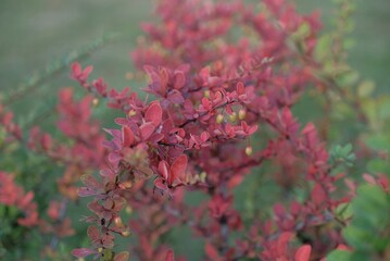 Just beautiful barberry leaves. Russia, Pavlovsk 