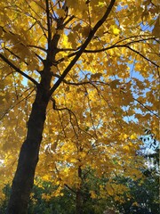 Fototapeta na wymiar Arbuste ou grand arbre avec feuilles jaunes et fines bois, changement de couleur et branche de bois, exposition et beauté naturelle. Un peu de verdure, saison été et printemps