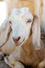 White goat looking to the camera sitting. Cute goat face portrait in summer dry climate