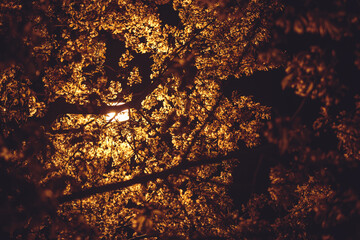 A street light behind the leaves of a tree shining in yellow.