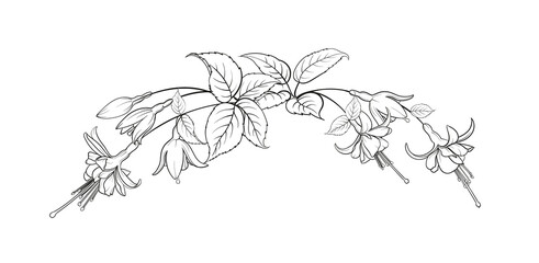 Vector drawing of a frame from fuchsia flowers on a black and white background. Tropical flower. - obrazy, fototapety, plakaty