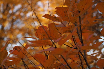 Żółtopomarańczowe liści w parku jesienią