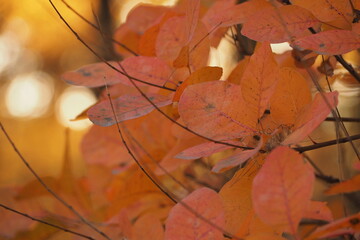 Żółtopomarańczowe liści w parku jesienią