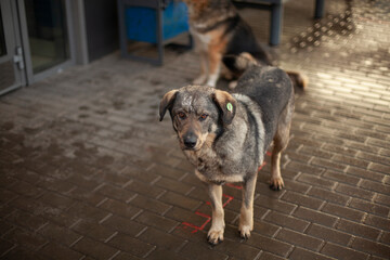 Homeless dog on the street. A dog with a mark on his ear. An animal abandoned by people.