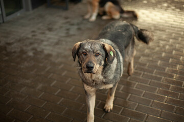 Homeless dog on the street. A dog with a mark on his ear. An animal abandoned by people.