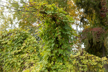 Fototapeta na wymiar Bindweed plant on a tree. Green leaves in summer.