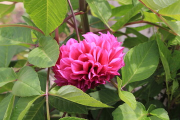 flowers in a garden