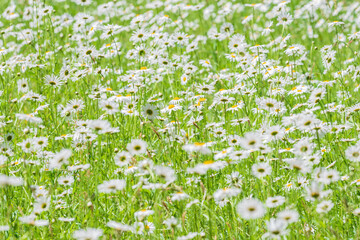 Field of white daisies in a sunny day