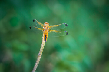Skimmer dragonfly perched on a branch