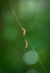 Silkworms crawling along the silk thread