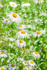 Field of white daisies in a sunny day