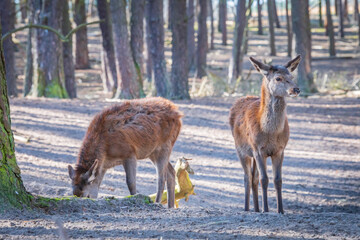 One deer in the forest eats while other is monitoring the surroundings 