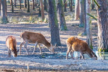 3 deers drinking water from a lake in forrest