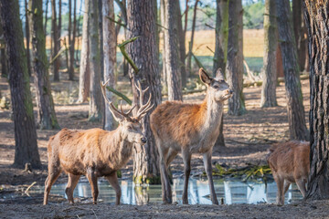 Naklejka na ściany i meble Group of deer walking on the shore of the lake
