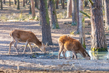 2 deers drinking water from a lake in forrest
