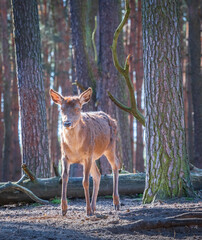 Young deer walking in the forest 