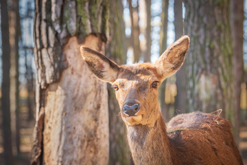 Young deer face close-up in the forest